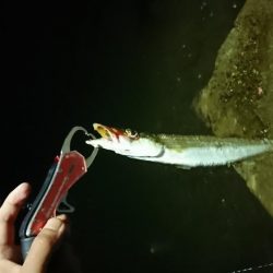 カマッシングかましたった