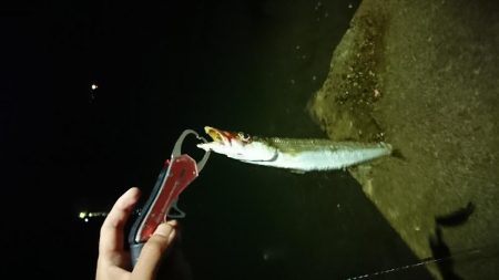 カマッシングかましたった