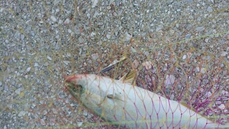 朝まずめボイル多数