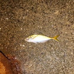 雨中粘ってみたが