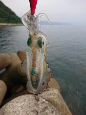 アオリ新子調査2