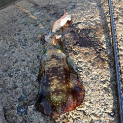 アオリ新子成長調査