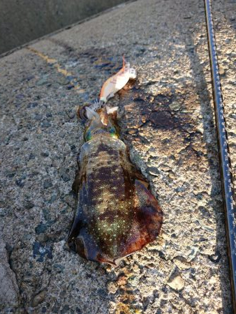 アオリ新子成長調査