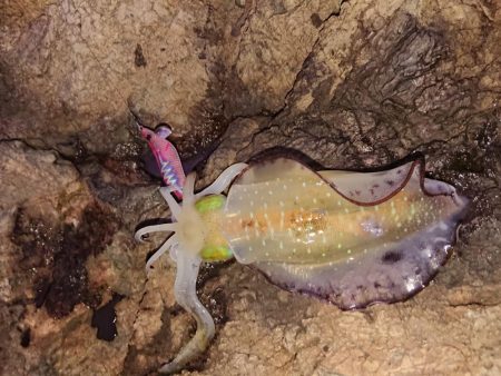 少し大きくなりました