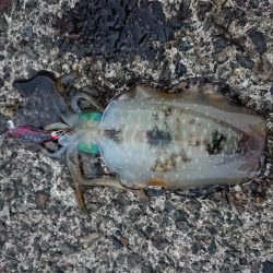 数はそこそこも小さい