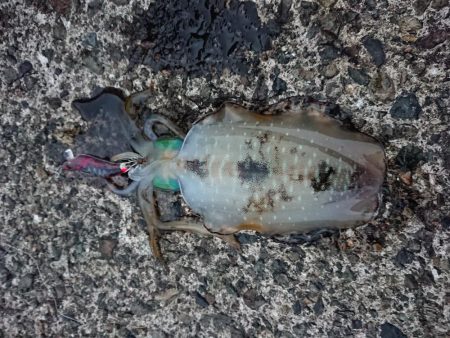 数はそこそこも小さい