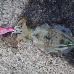 攻め方いろいろ