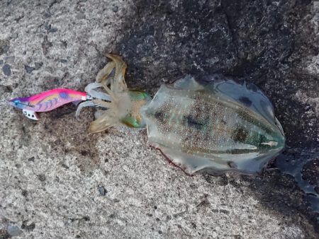 攻め方いろいろ