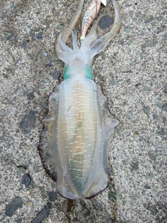 ようやく300ｇUP