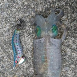 エギング ランガン