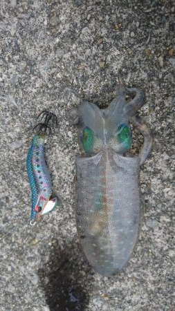 ｴｷﾞﾝｸﾞ  ﾗﾝｶﾞﾝ