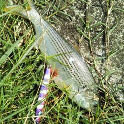 超！短い朝マヅメ