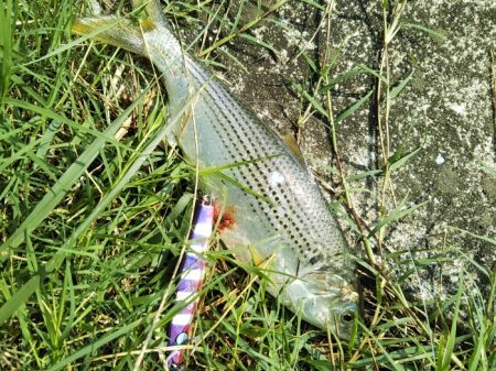 超！短い朝マヅメ