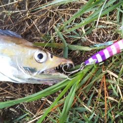 朝マヅメは超!満員