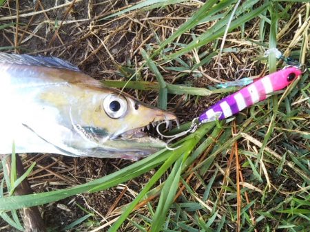 朝マヅメは超!満員