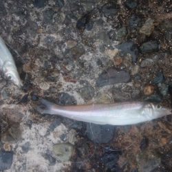 潮動き悪く良型キス不発の播磨新島