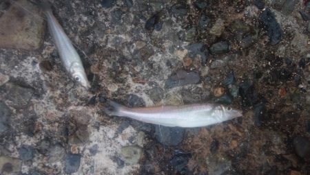 潮動き悪く良型キス不発の播磨新島