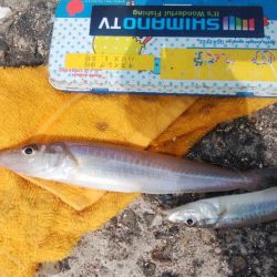 潮の動き良い播磨新島釣行