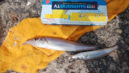 潮の動き良い播磨新島釣行