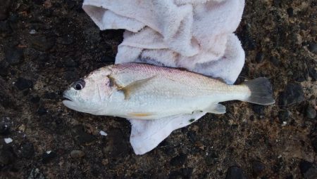 潮の動き今一でもキスが釣れる播磨新島