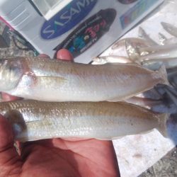 10時から爆釣の播磨新島釣行