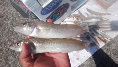 10時から爆釣の播磨新島釣行