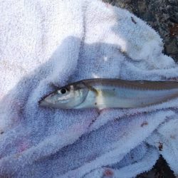 数が釣れ始めた播磨新島釣行