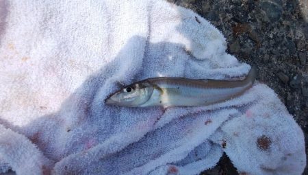 数が釣れ始めた播磨新島釣行