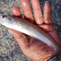 暴風の播磨新島釣行