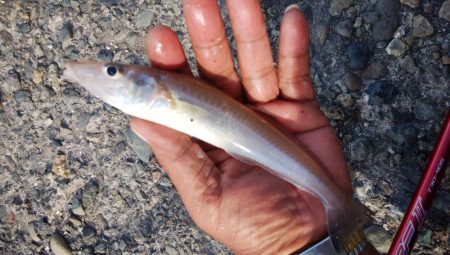 暴風の播磨新島釣行