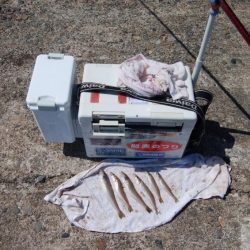 時合いドンピシャの播磨新島釣行