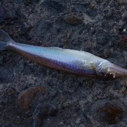 ７日連投の播磨新島釣行