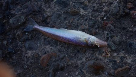 ７日連投の播磨新島釣行