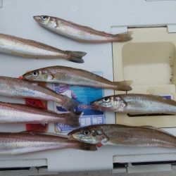 播磨新島のキス情報