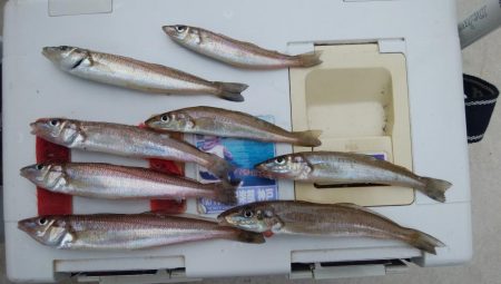 播磨新島のキス情報