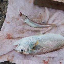 台風１７号通過後の播磨新島釣行