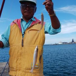 台風通過後2日目にキスが復活した播磨新島