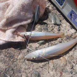 キスの活性が戻った播磨新島