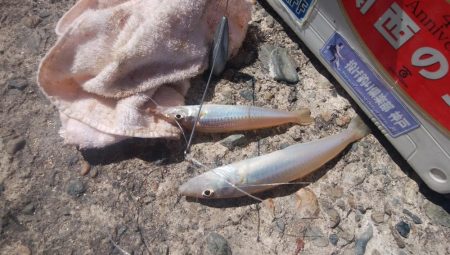 キスの活性が戻った播磨新島