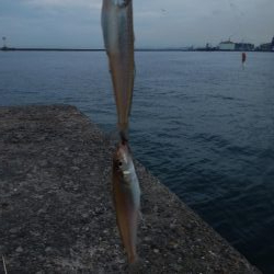 快釣続く播磨新島釣行