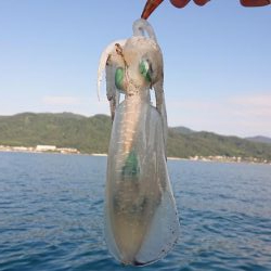 今年は渋いなぁ