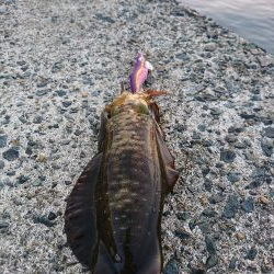 今年初のアオリイカ釣行