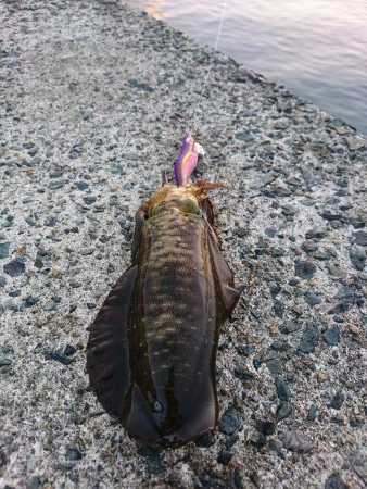 今年初のアオリイカ釣行