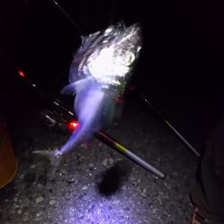 タチウオはまだ?