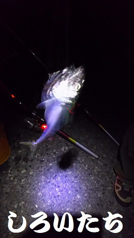 タチウオはまだ?