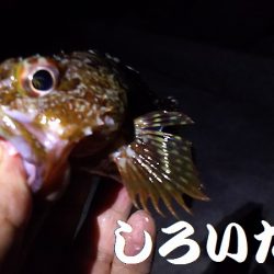 姫路アジをアジングでも釣ってみた