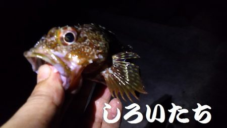 姫路アジをアジングでも釣ってみた