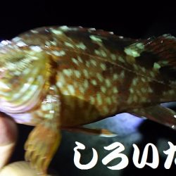 今日も、アジを狙いにいきました。