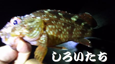 今日も、アジを狙いにいきました。