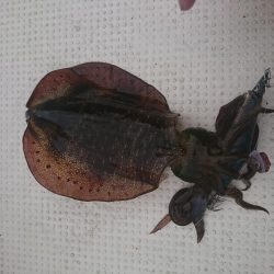 ボートエギング1